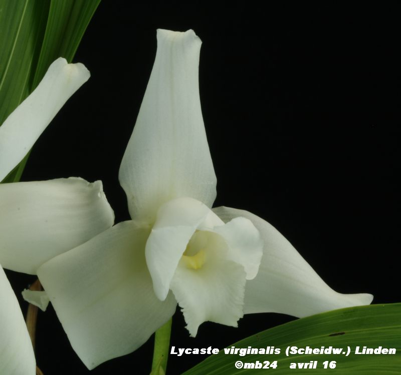 Lycaste virginalis f. alba Lycast10