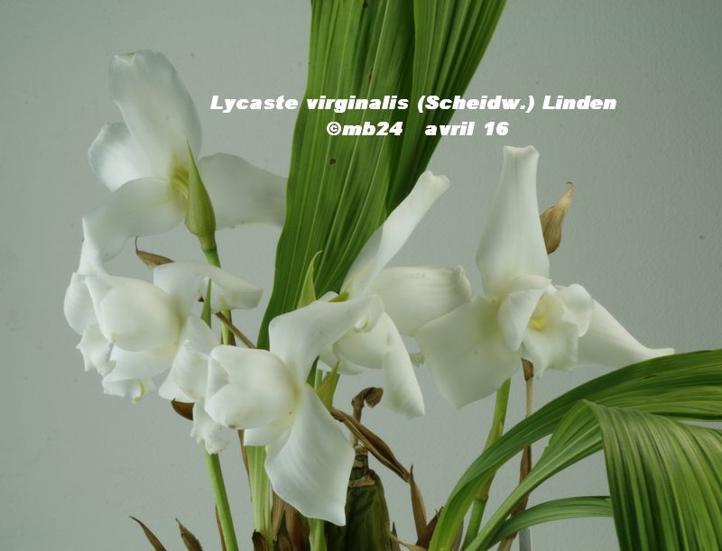 Lycaste virginalis f. alba Lycast11