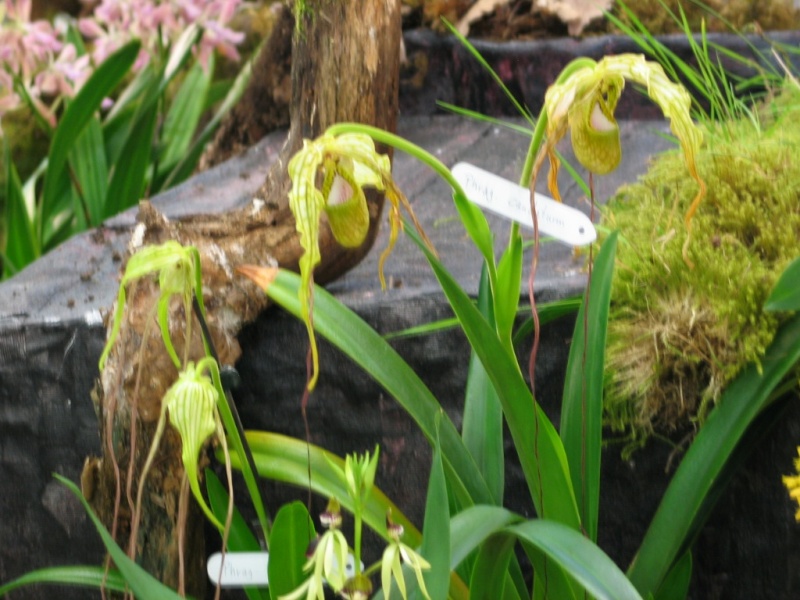 Exposition internationale d'orchidées à Feurs (Loire) 23 et 24 avril 2016 P_caud11