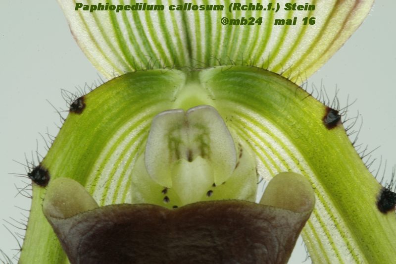 Paphiopedilum callosum Paphio16