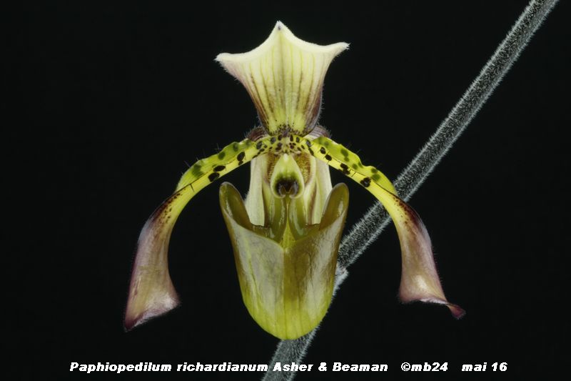 Paphiopedilum richardianum Paphio19
