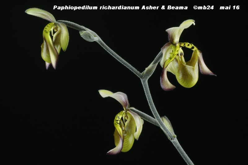Paphiopedilum richardianum Paphio20