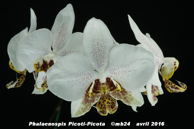 Phalaenopsis Picoti-Picota (Elise de Valec x stuartiana) Phalae11