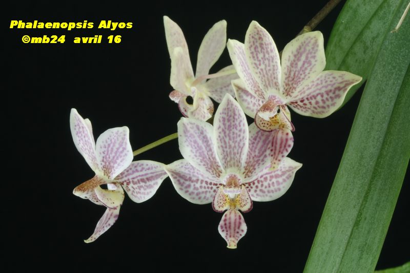 Phalaenopsis Alyos (Phalaenopsis schilleriana x Phalaenopsis finleyi) Phalae15