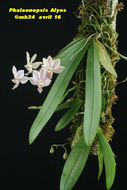 Phalaenopsis Alyos (Phalaenopsis schilleriana x Phalaenopsis finleyi) Phalae16