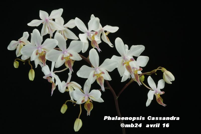 Phalaenopsis Cassandra (equestris x stuartiana) Phalae18