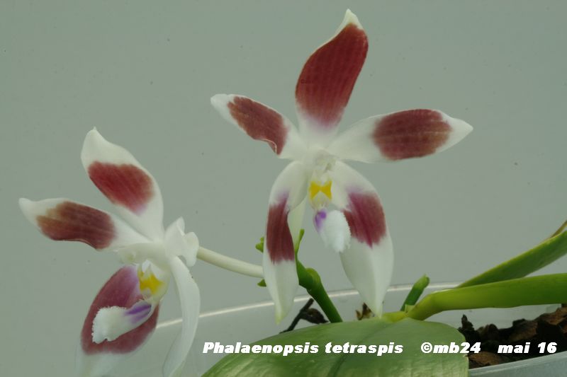 Phalaenopsis tetraspis Phalen10