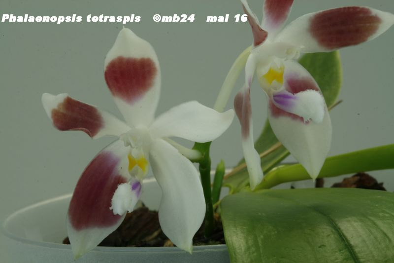 Phalaenopsis tetraspis Phalen11