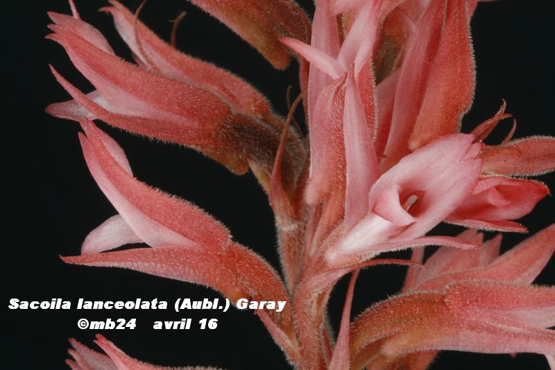 Sacoila lanceolata Sacoil14