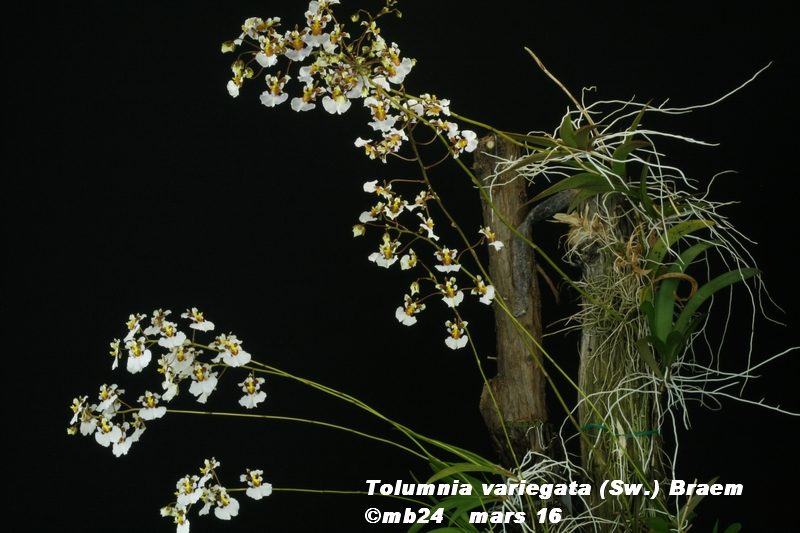 Tolumnia variegata (Sw.) Braem Tolumn11