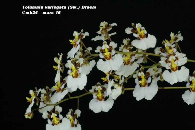 Tolumnia variegata (Sw.) Braem Tolumn12