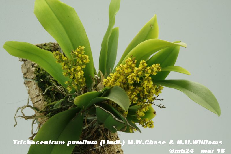 Trichocentrum pumilum (ou vieil Oncidium pumilum )  Tricho15