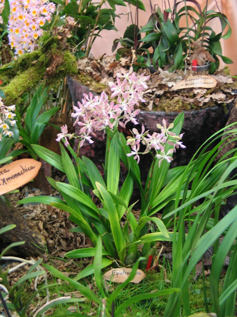 Exposition internationale d'orchidées à Feurs (Loire) 23 et 24 avril 2016 Trysor10