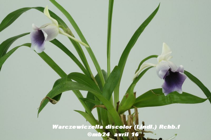 Warczewiczella discolor Warcze11