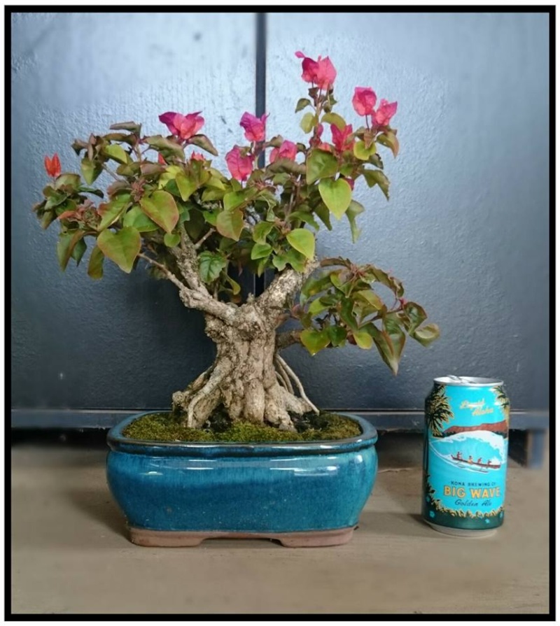 Craigslist Bougainvillea 12523812