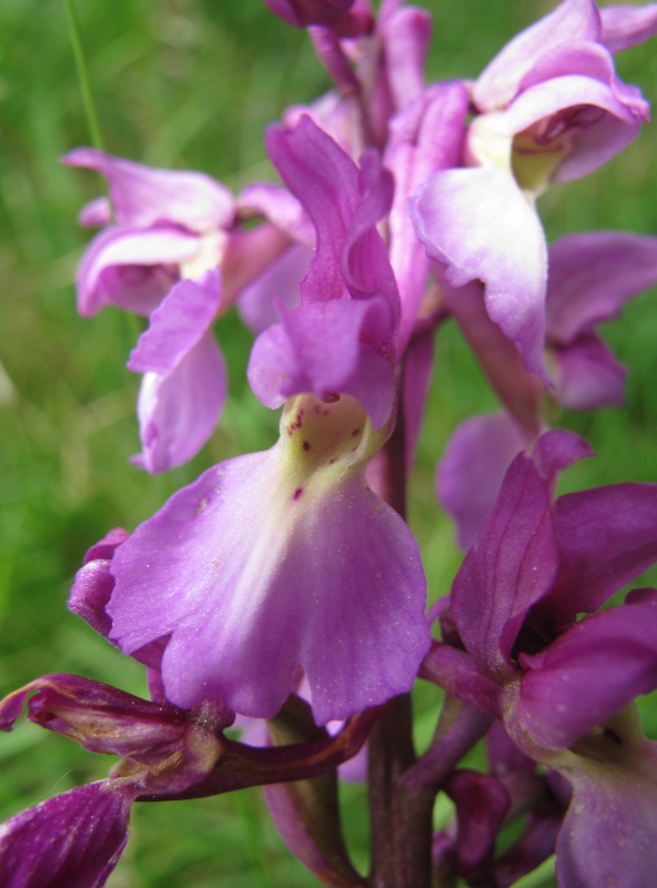 [Orchis mascula] Anacamptis laxiflora ? Img_5711