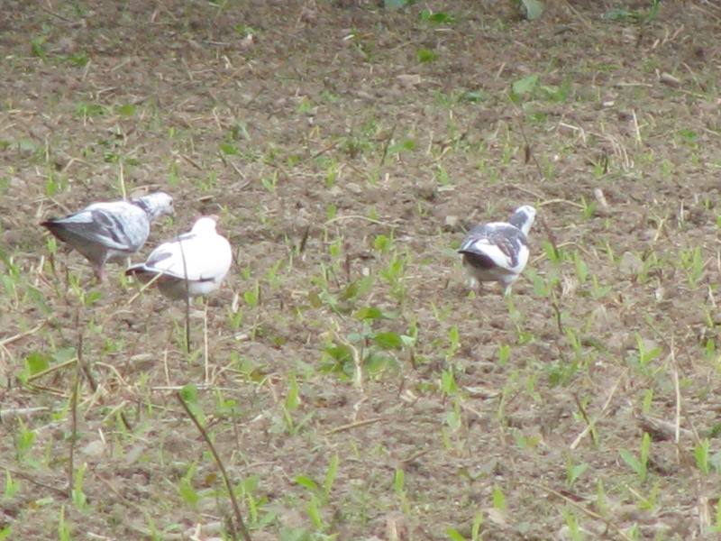 Pigeons à Lauzach Img_6015