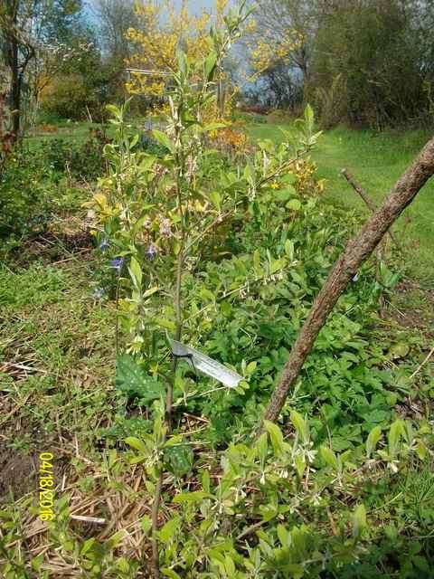 Elaeagnus umbellata !!! Eleagn10