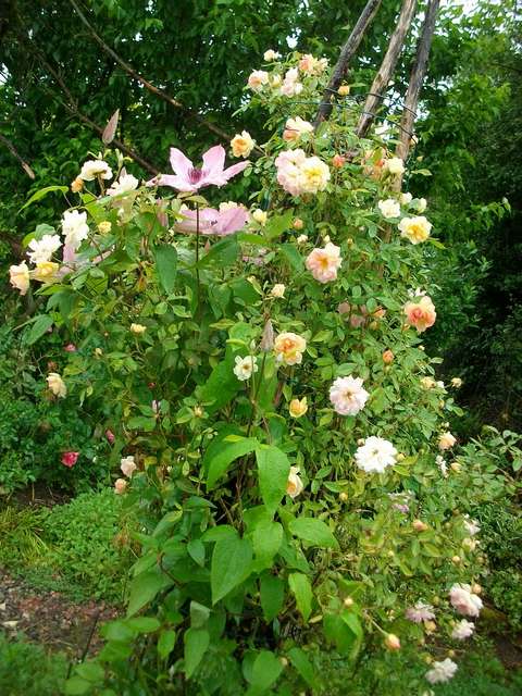 Rosa 'Phyllis Bide' !!! - Page 4 Rose_p12