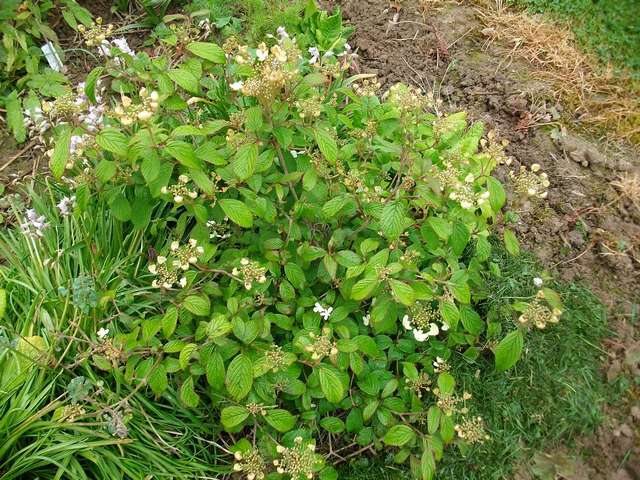 Viburnum plicatum 'Watanabe' !!! - Page 5 Viburn10