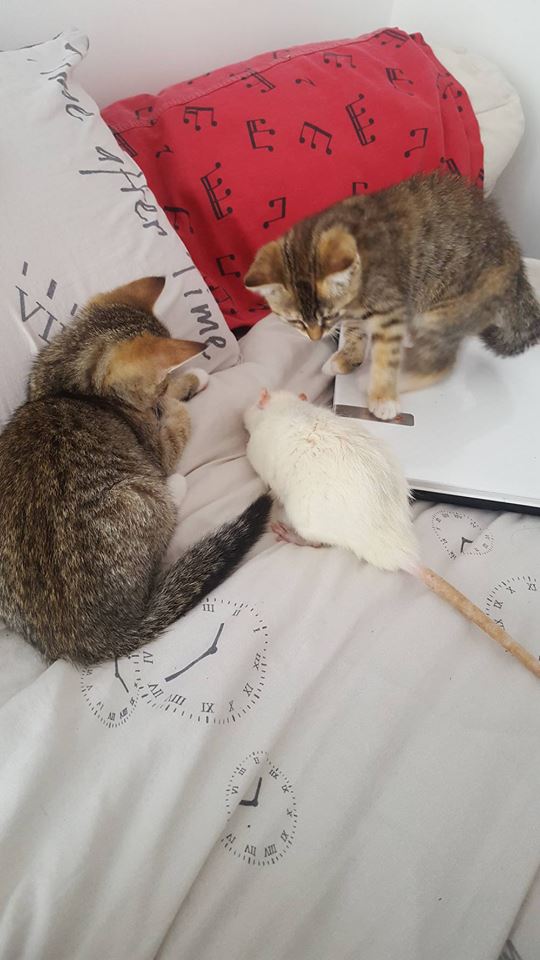 habituer chats+rats ? Zzzzzz85