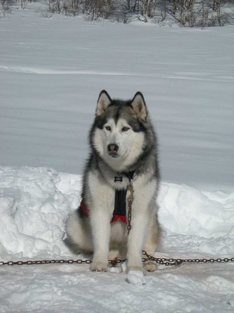 XI Malamute day  24 Gennaio 2015 Dscn6618