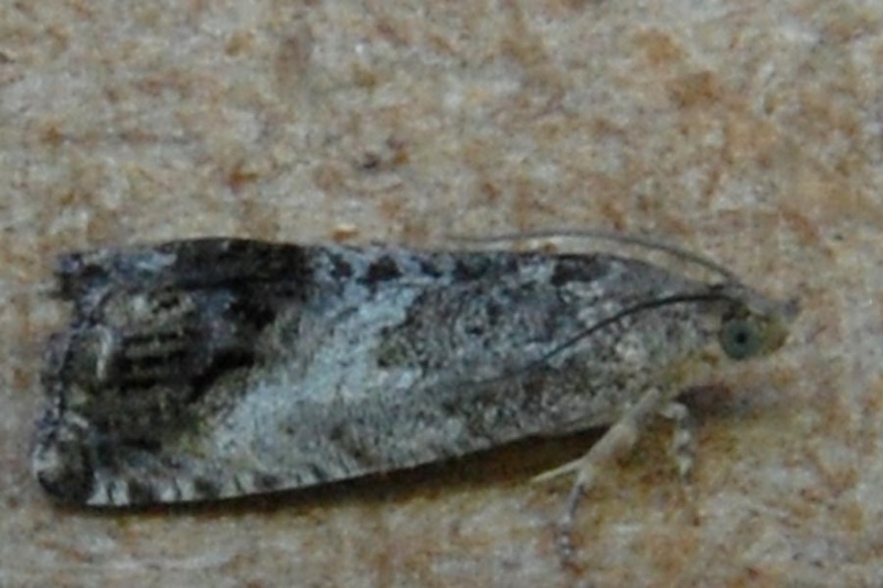 Micros[Anania crocealis,Eudonia pallida,Pandemis cerasana,Pandemis heparana,Agriphila tristella,Agrphila geniculea,Crambus pascuella,Cydia splendana] 1010