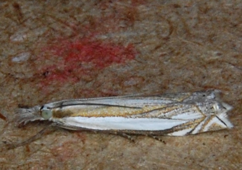 Micros[Anania crocealis,Eudonia pallida,Pandemis cerasana,Pandemis heparana,Agriphila tristella,Agrphila geniculea,Crambus pascuella,Cydia splendana] 110