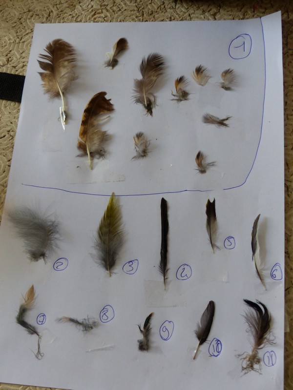 Identifications plumes que j'ai trouvé P1510110