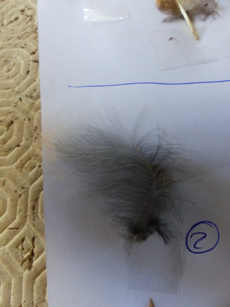 Identifications plumes que j'ai trouvé P1510113