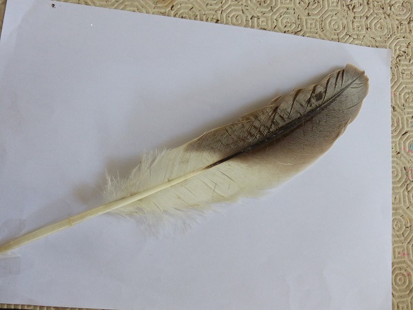 Identification plume trouvée au parc aux oiseaux de Villars les Dombes  P1510410