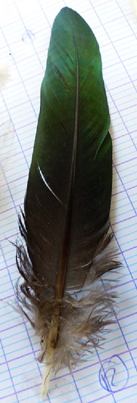 Identification plume trouvée au parc aux oiseaux de Villars les Dombes P1510411