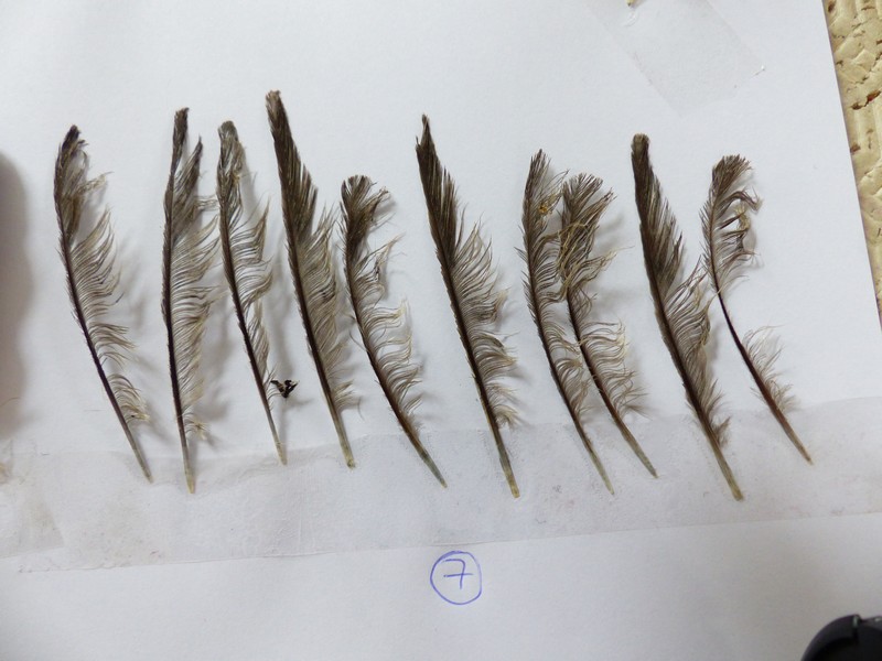 Identifications plumes P1510512