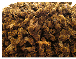 Здоровье на лапках пчелы. О пользе пчелиного подмора Yzaa139
