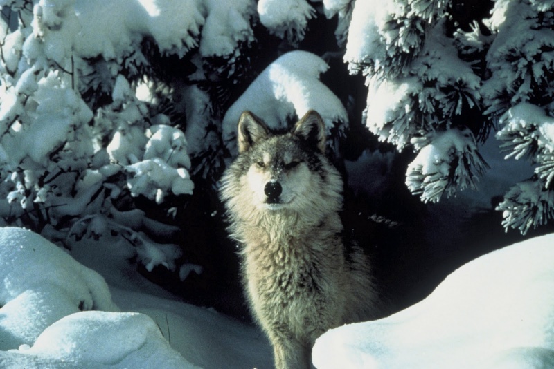 A Guide to Wolf Subspecies Thenor10