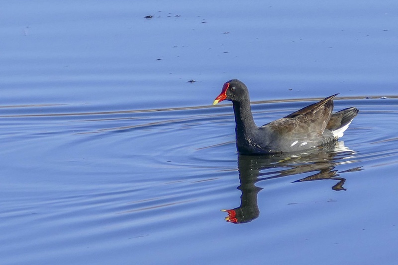 Gallinule (poule-d'eau) P1190611