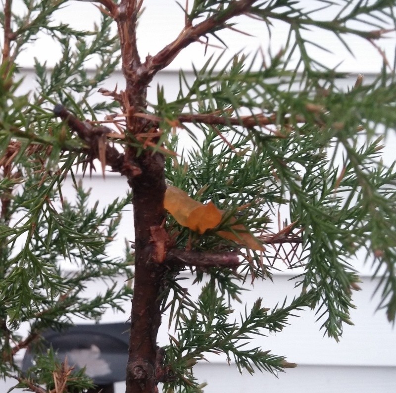 EASTERN RED CEDAR - WHAT THE HECK ??? 20160513