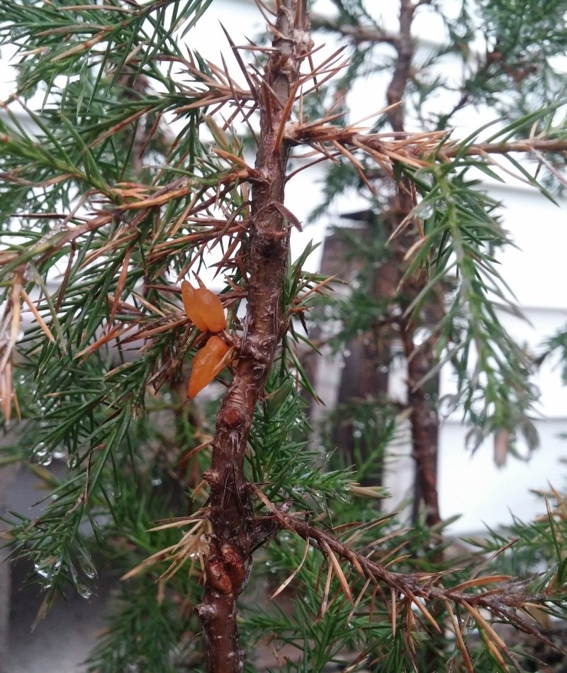EASTERN RED CEDAR - WHAT THE HECK ??? 20160514