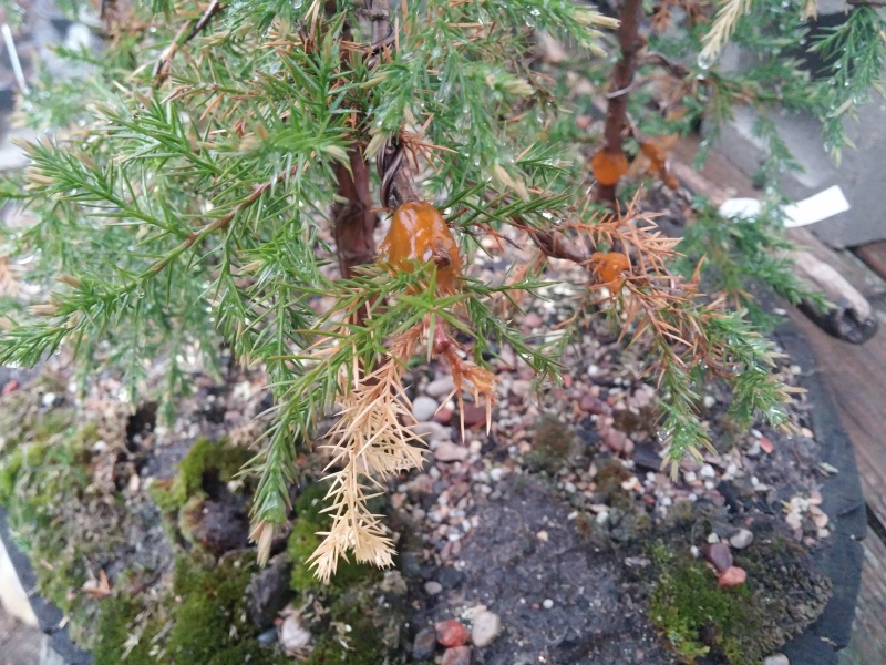EASTERN RED CEDAR - WHAT THE HECK ??? 20160515