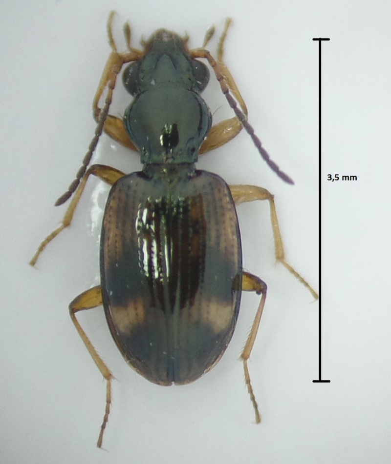 Bembidion (Trepanes) articulatum Bembid11