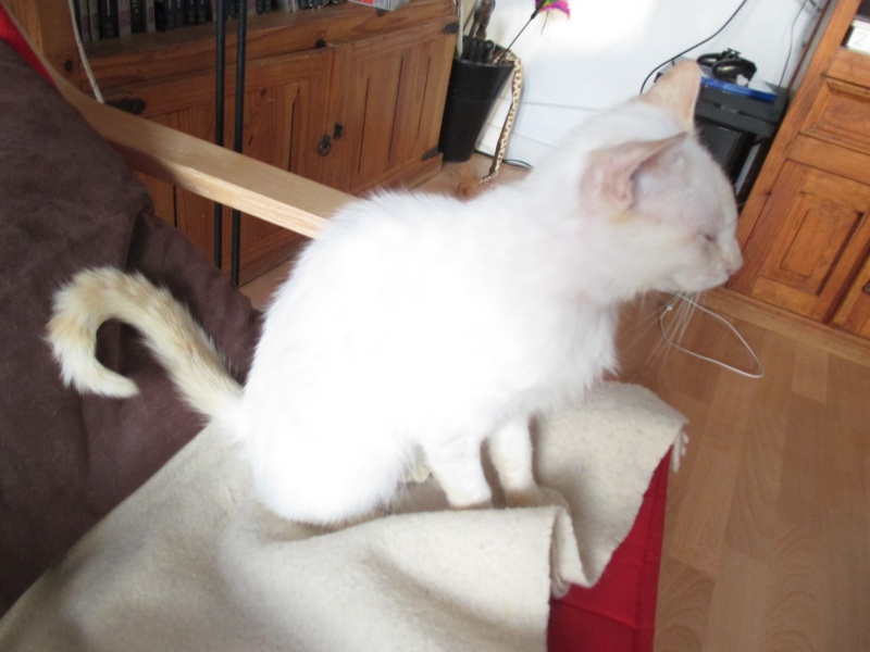 Lancôme, jeune chat mâle crème "red point", né en novembre 2015, EN DON LIBRE Img_4511