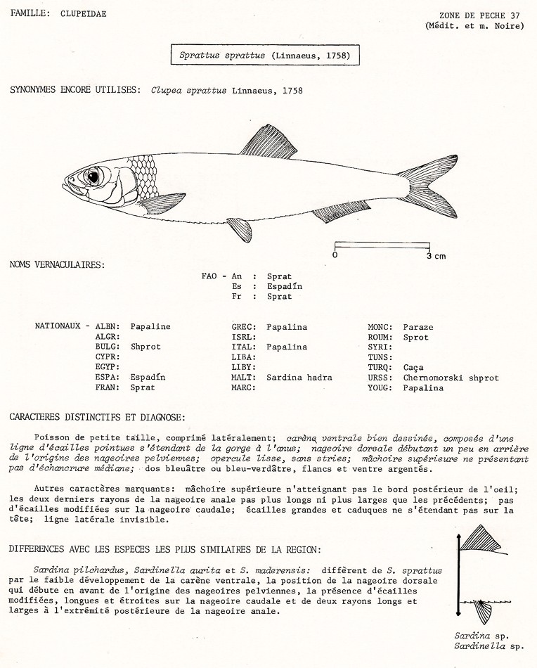Puxisardinophiles (collectionneurs de boîtes de sardines) - Page 3 Fao10