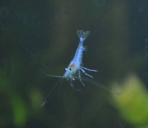 Mes Petites Crevettes