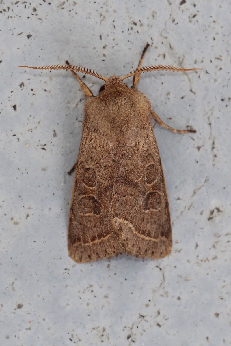 Noctuelles finistériennes du 23/03/2016 : Conistra vaccinii, Orthosia cerasi Img_0313