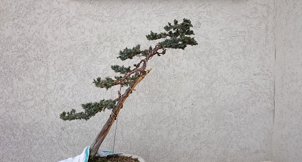 Juniperus Squamata - first styling New_fr10