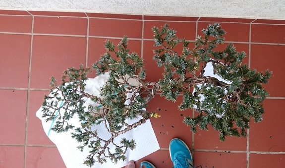 Juniperus Squamata - first styling Top10