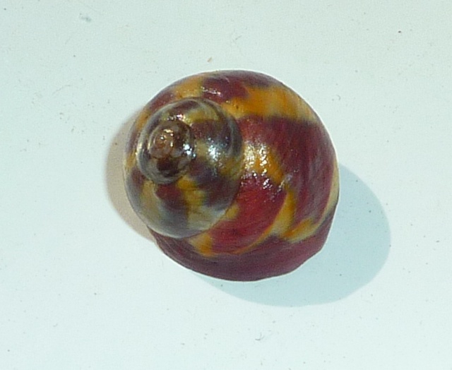 Phorcus richardi (Payraudeau, 1826) P1450012