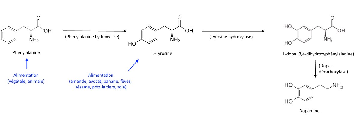 synthèse naturelle de la dopamine