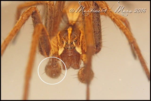 [Pseudeuophrys erratica] Pour identification Img_2210