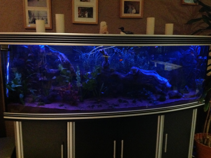 je me présnte et mon aquarium Img_0111